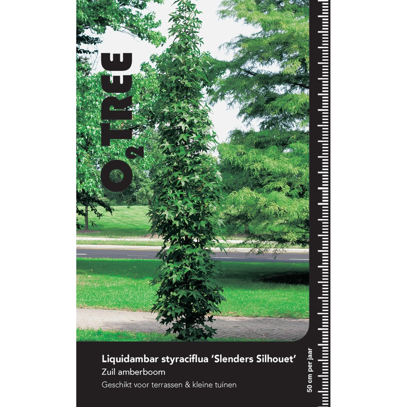 Amerikanskt ambra – Liquidambar styraciflua 'Slender Silhouette' - C25 8/10 Feathered